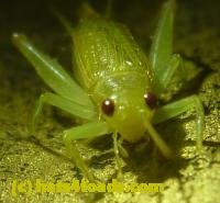 /home//u458753944/public_html/sourcegallery////////////Insects and small critters/grasshoppers and crickets (Orthoptera)/P1050833.JPG